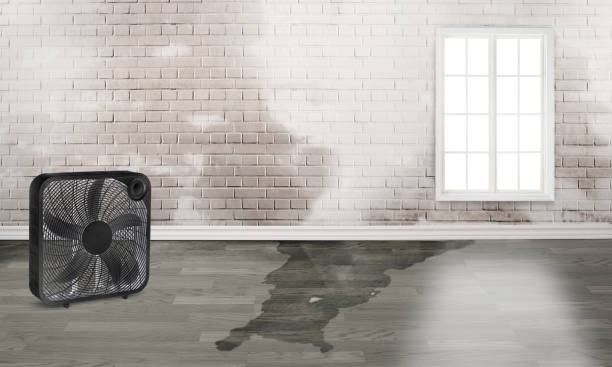 Best Local water damage restoration  in Blanco, TX